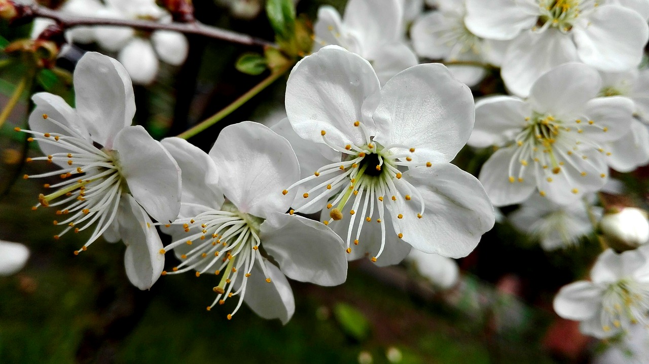 spring flowers trees free photo