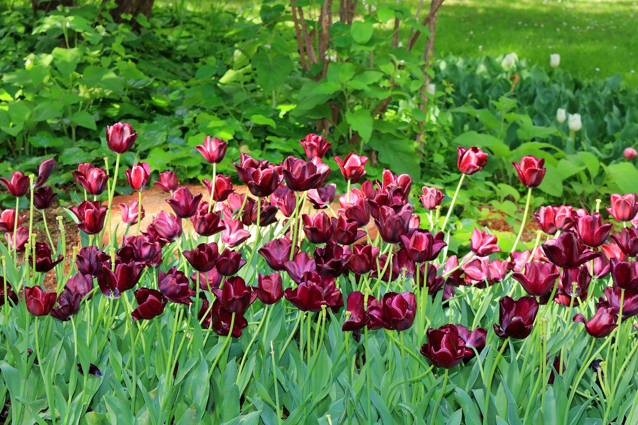 spring metropolitan park flowers free photo