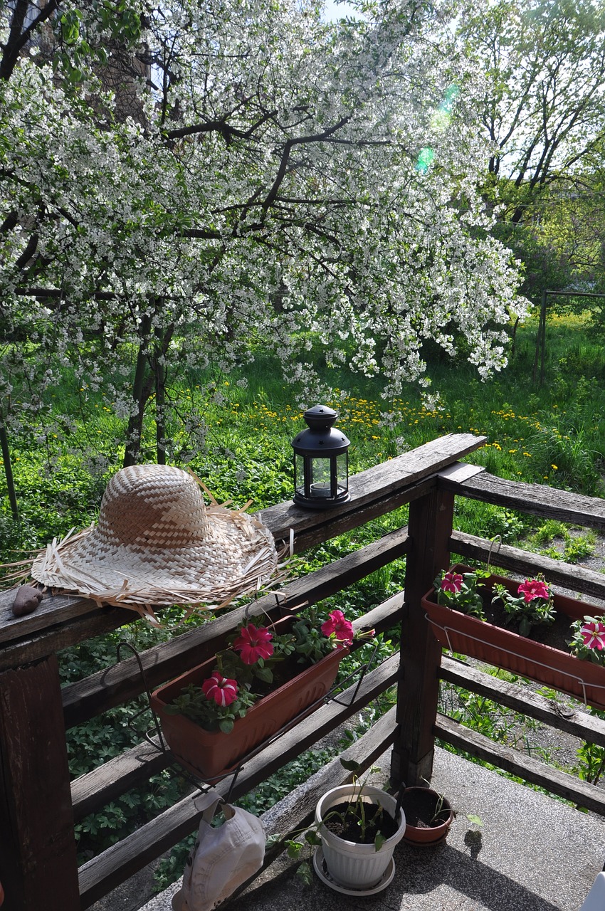 spring shifnal cherry straw hat free photo