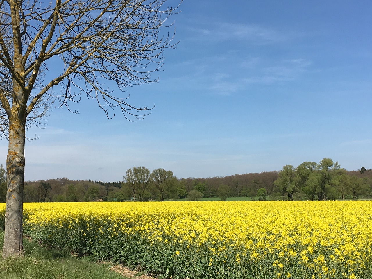 spring oilseed rape yellow free photo