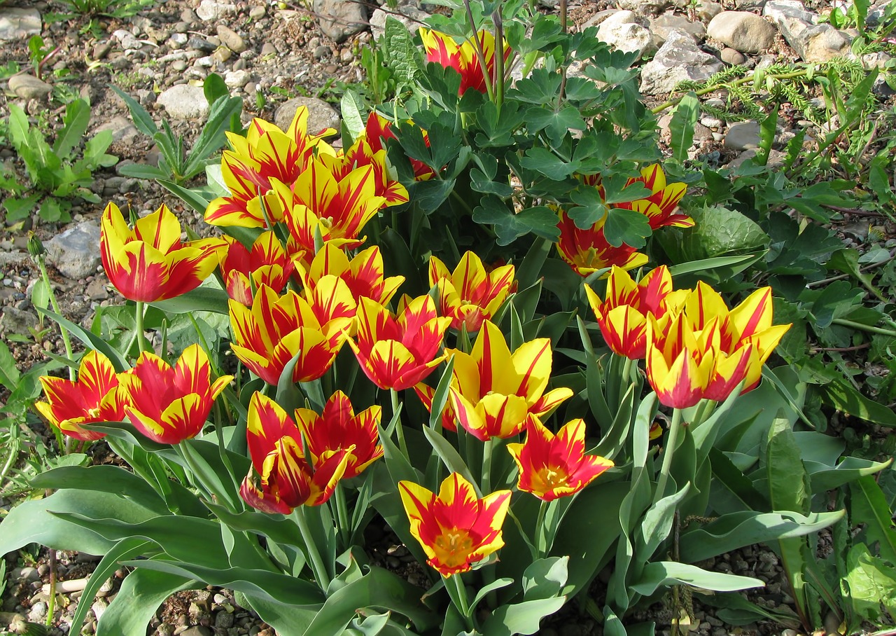 spring tulips nature free photo