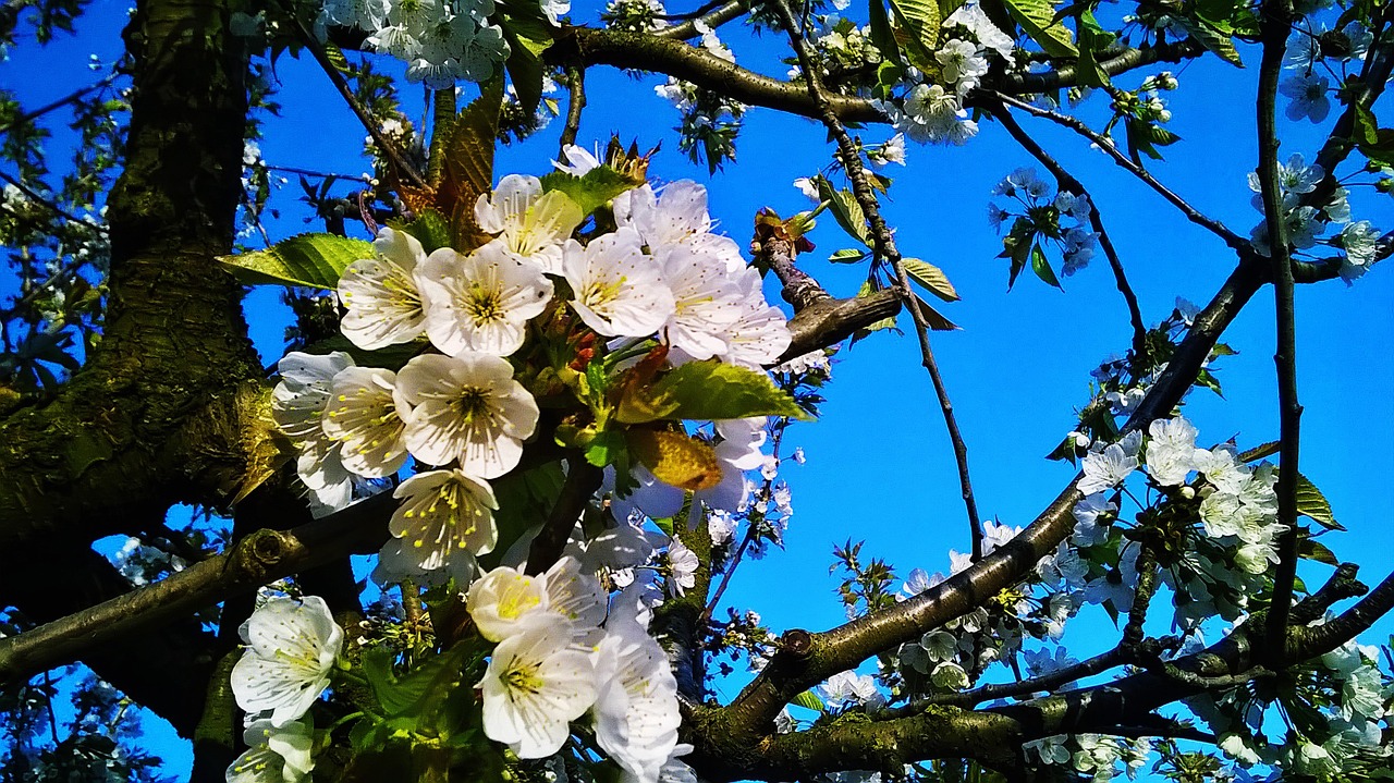 spring cherry cherry blossoms free photo