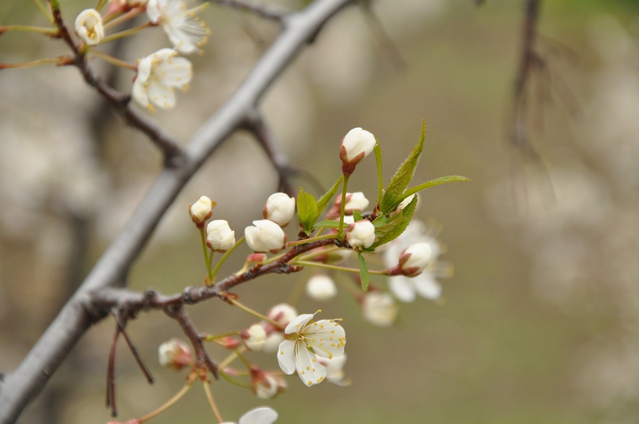 spring bloom nature free photo