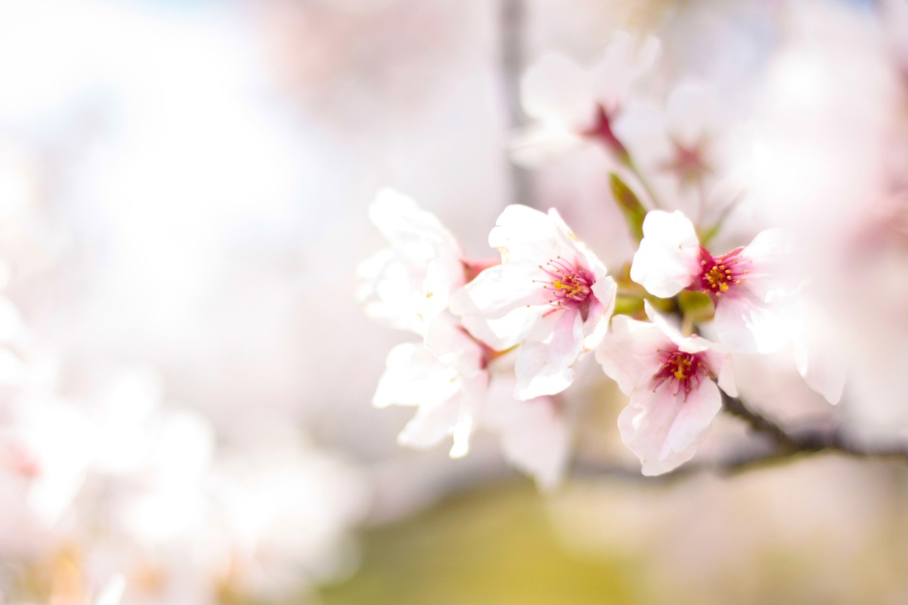 spring cherry pink free photo