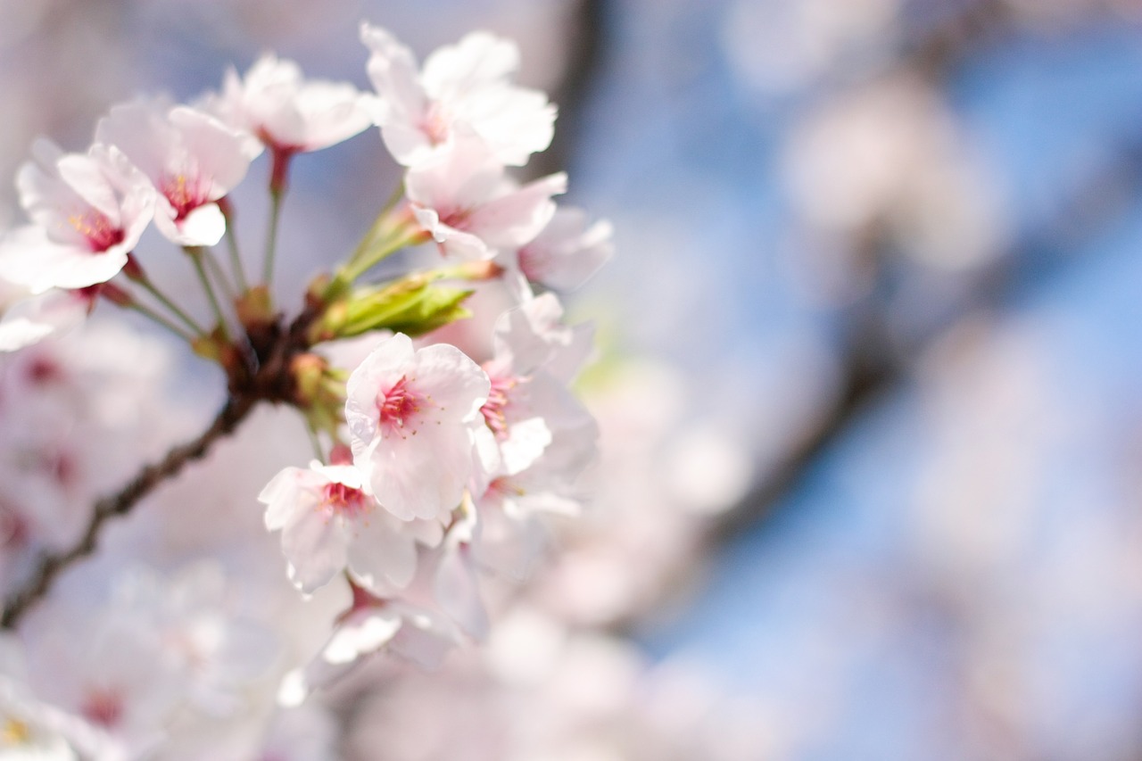 spring cherry pink free photo