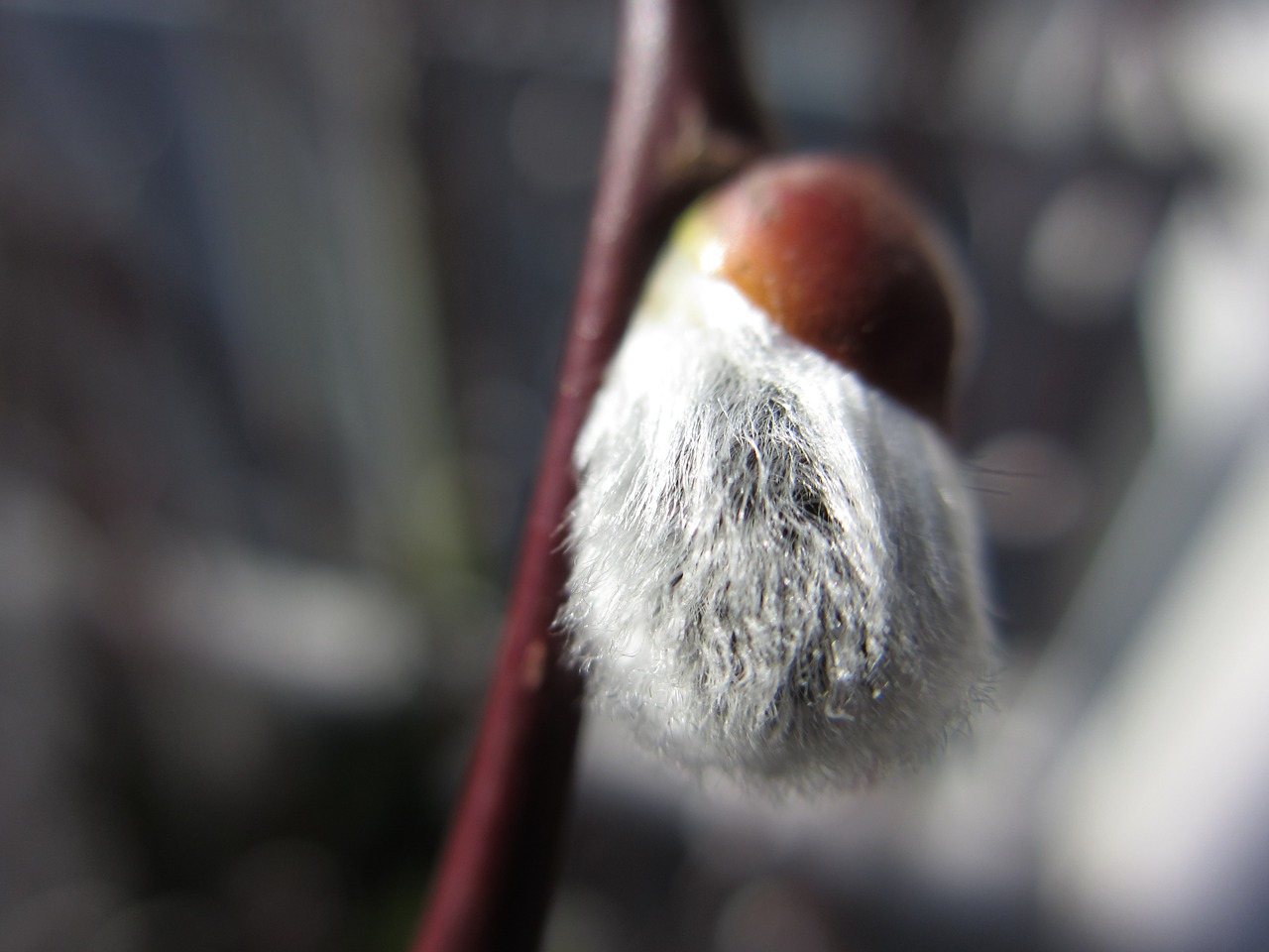 spring willow catkins bud free photo