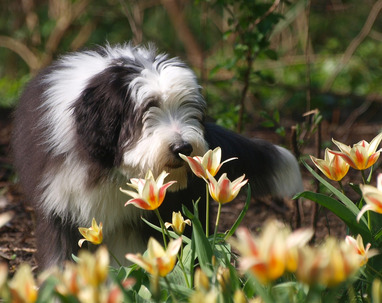 spring easter bearded collie free photo