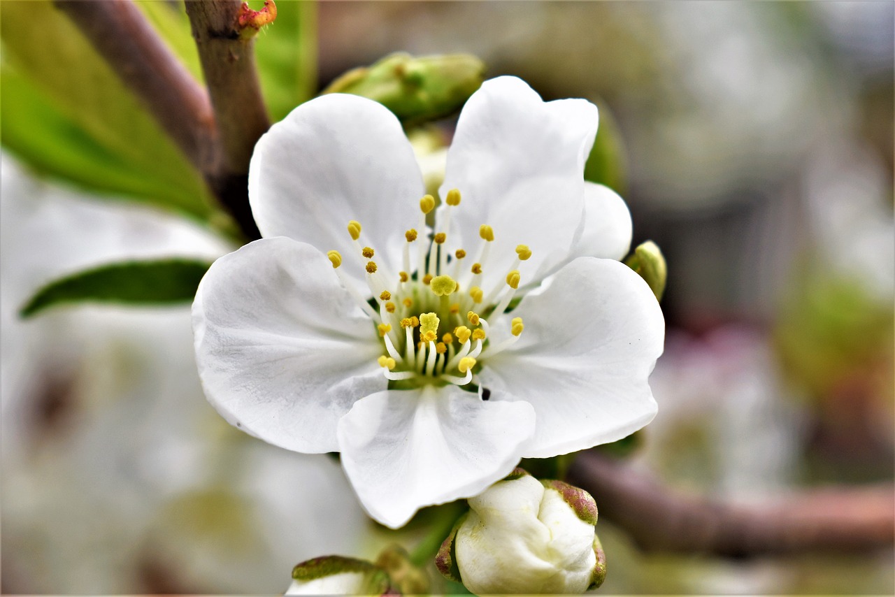 spring blossom season free photo