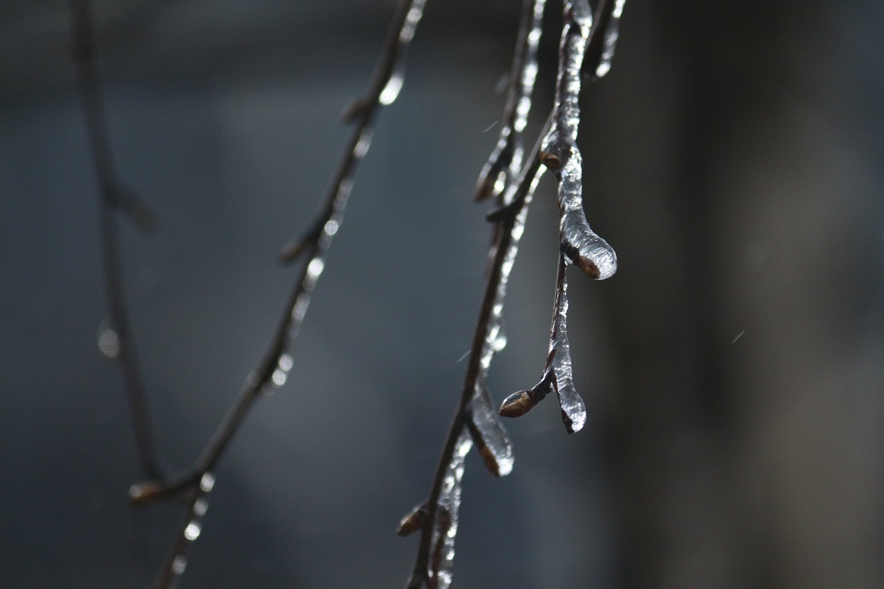 spring icy branches birch free photo