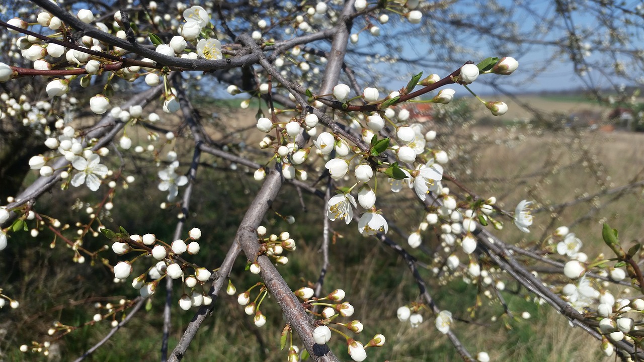 spring white flower free photo