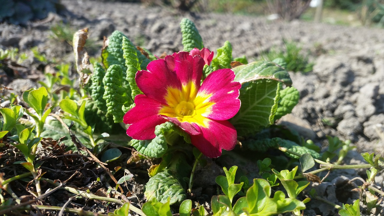 spring red flower free photo