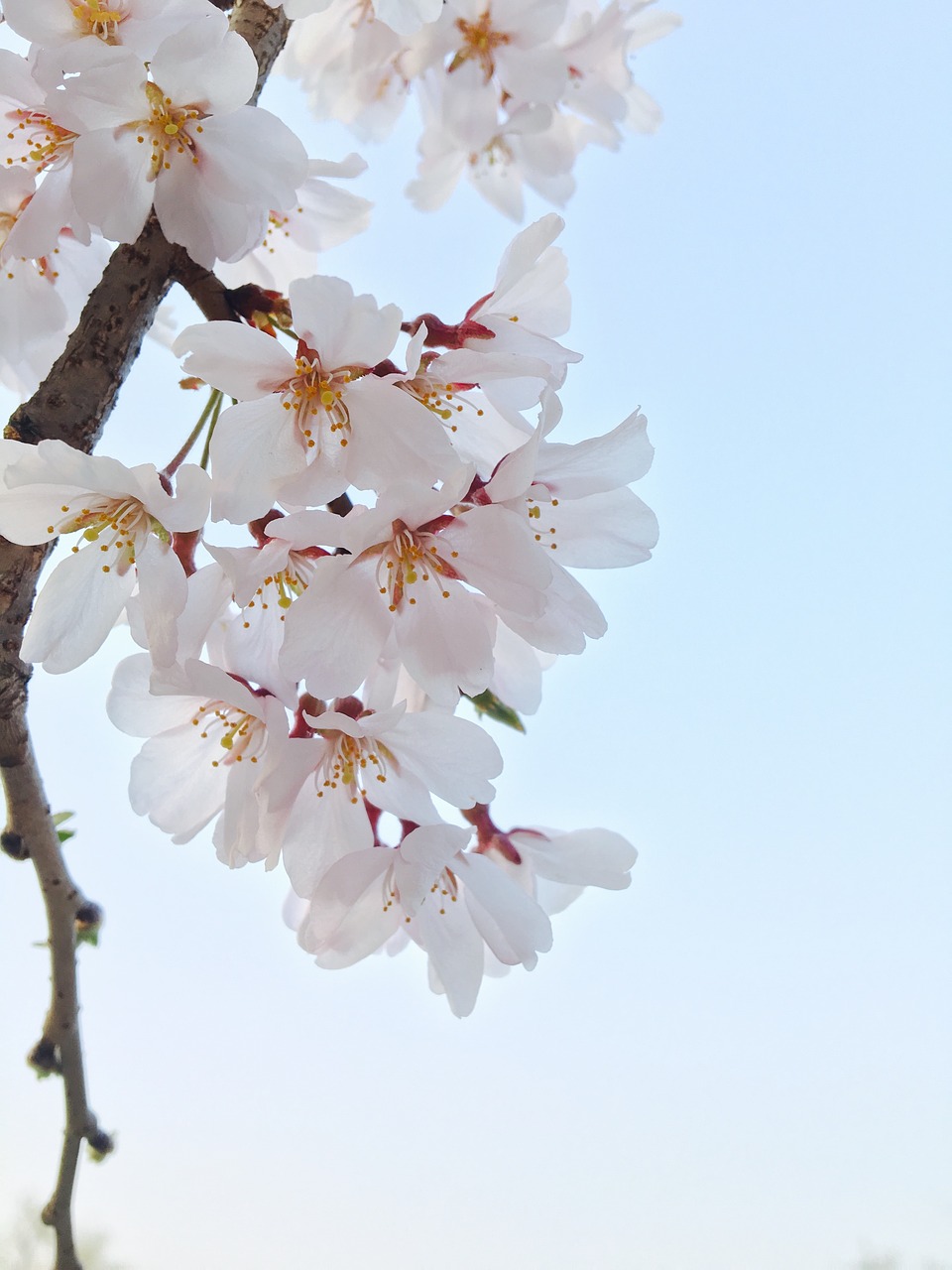 spring cherry blossom flowers free photo