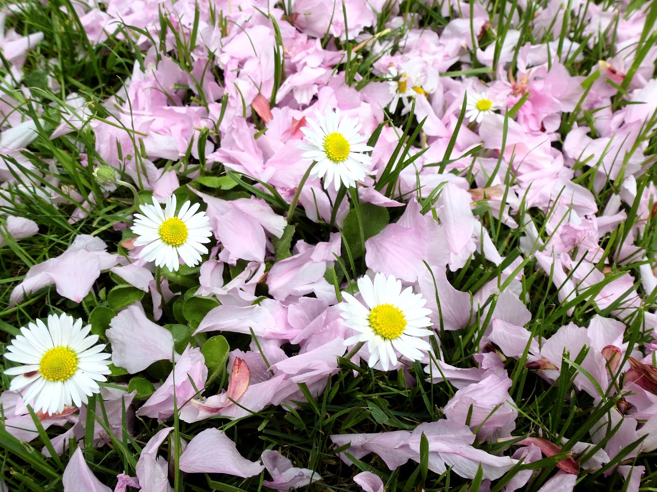 spring daisy wildflowers free photo