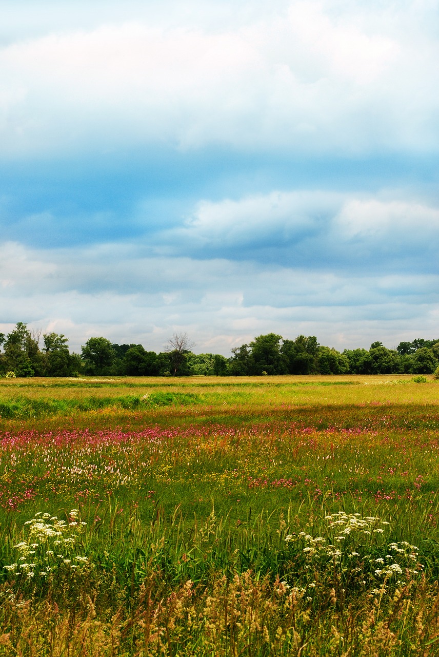 spring yellow landscape free photo