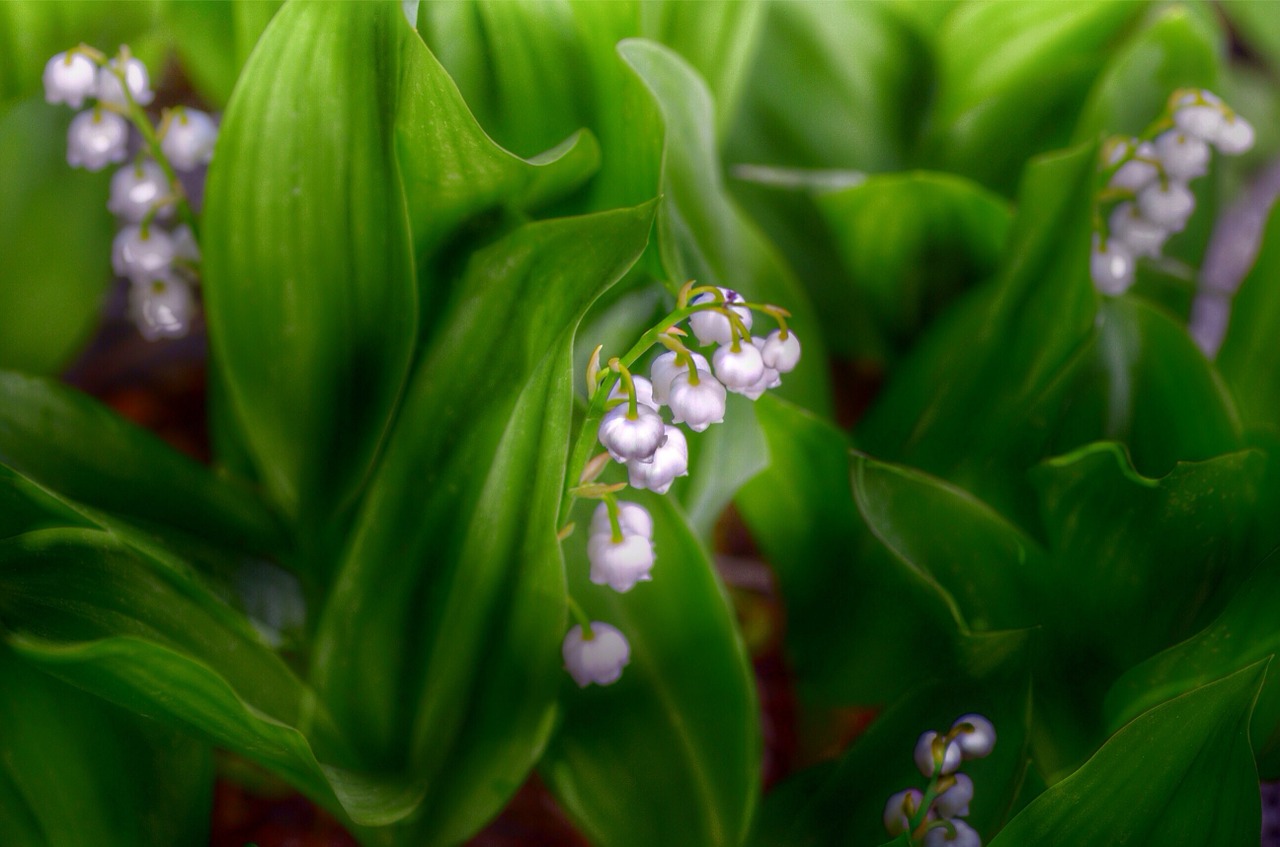 spring garden lily of the valley free photo