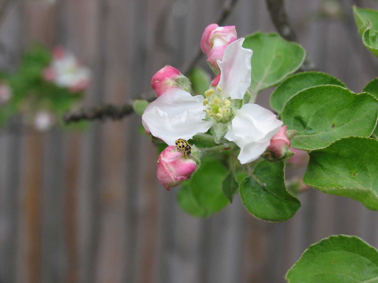 spring nature bloom free photo