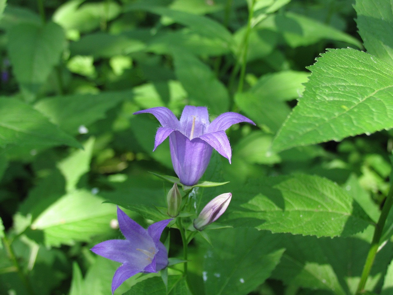 spring nature bloom free photo