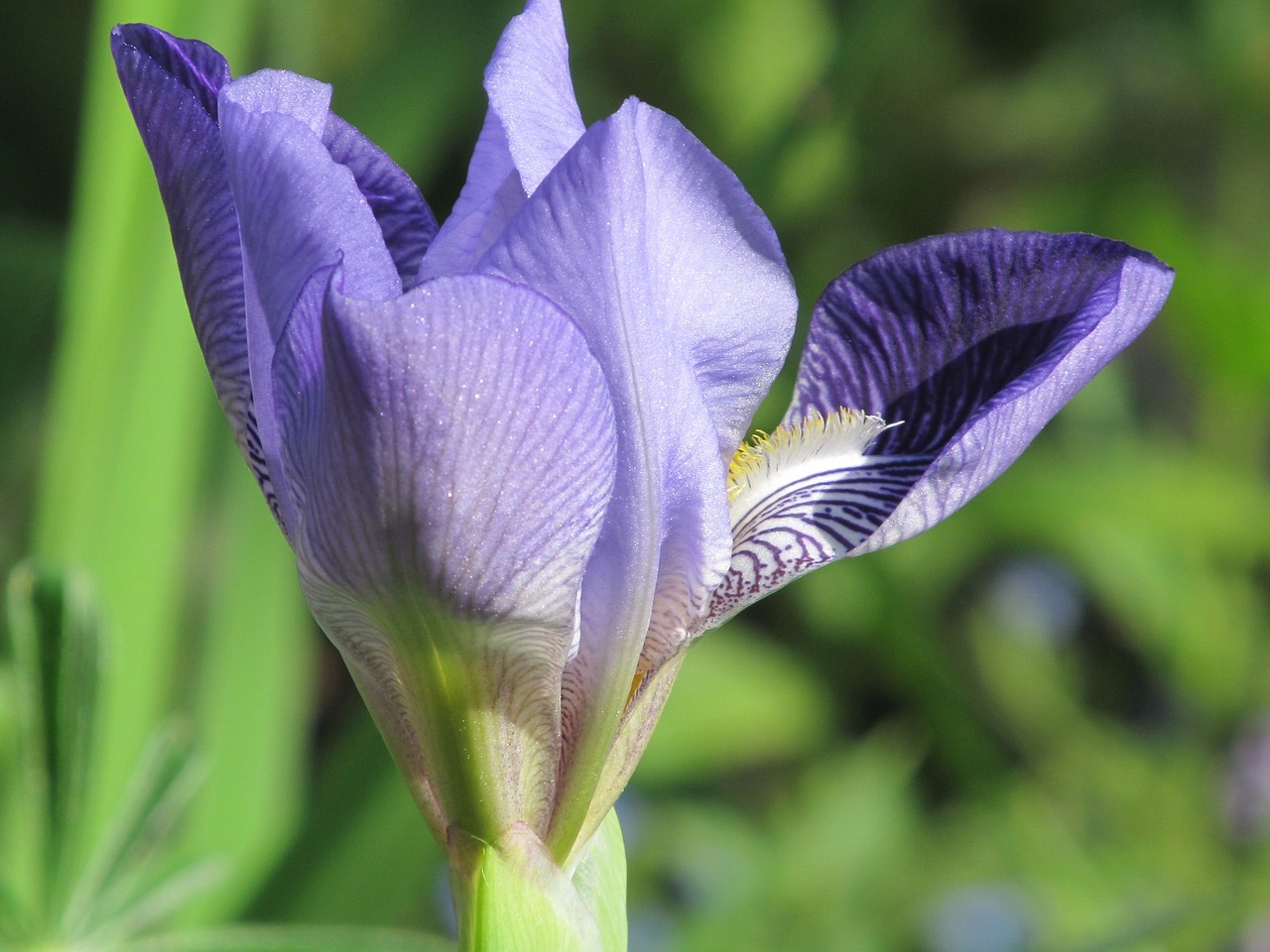 spring iris blossom free photo