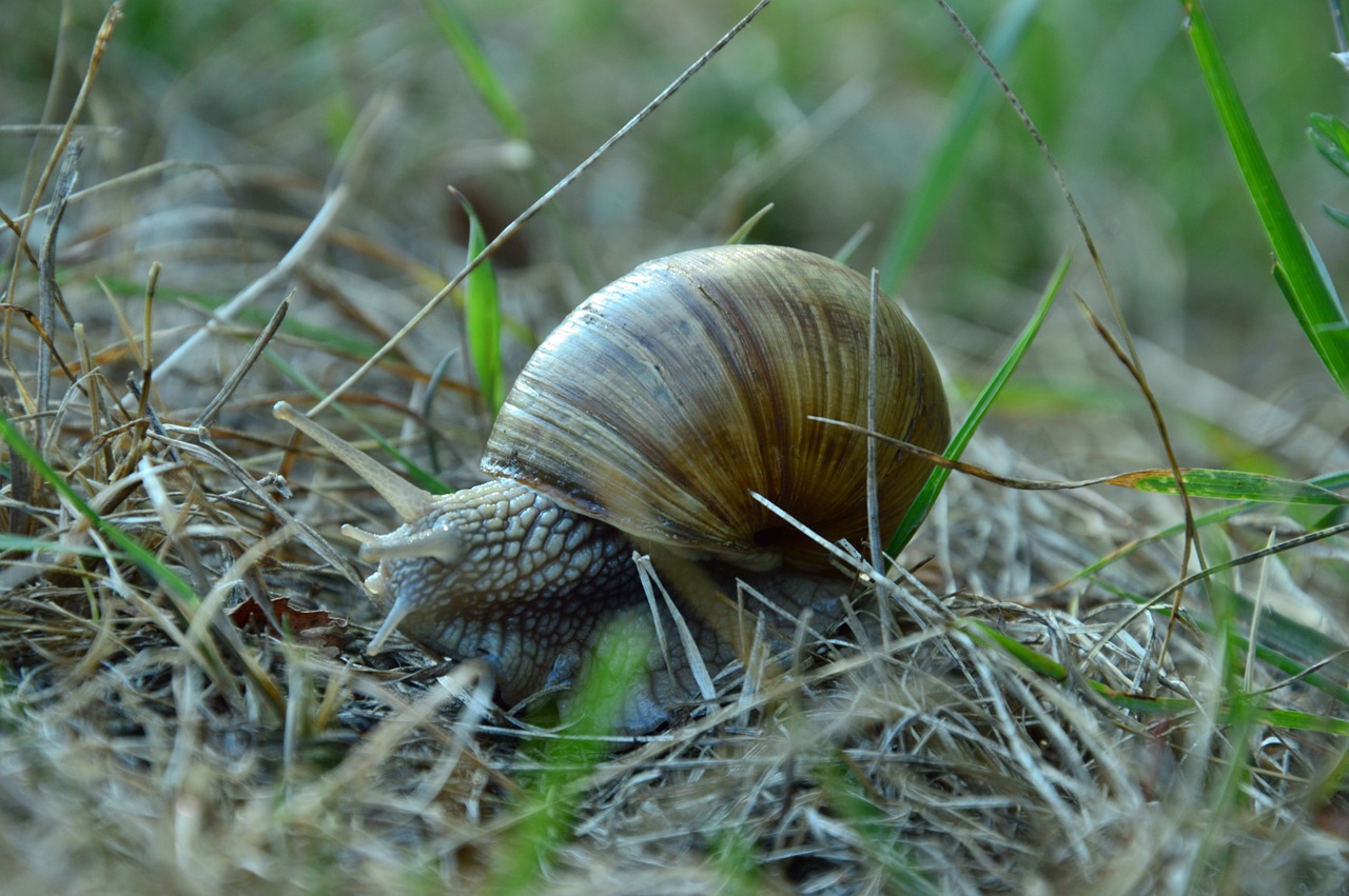 spring snail grass free photo