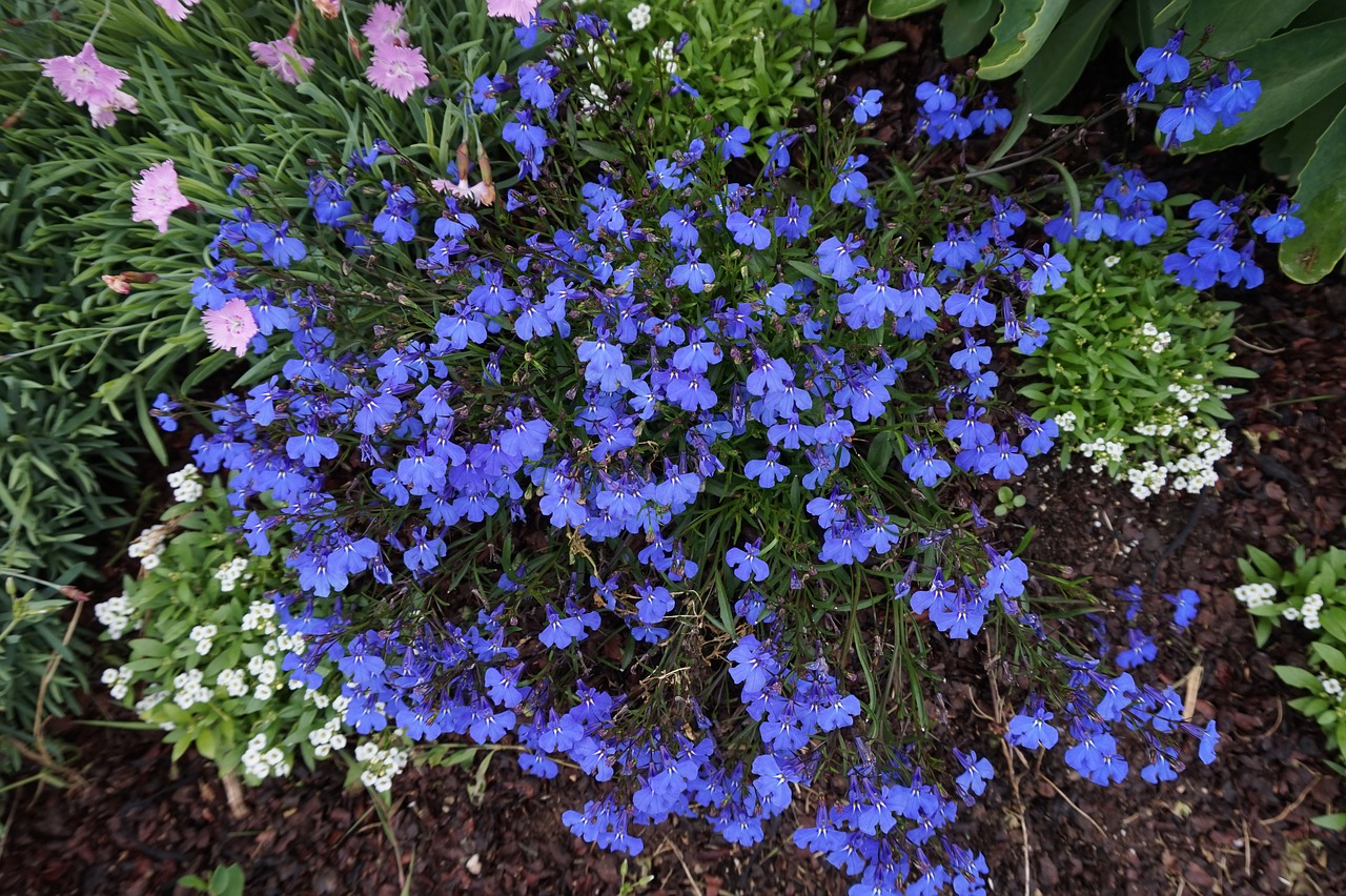 spring maine flowers free photo