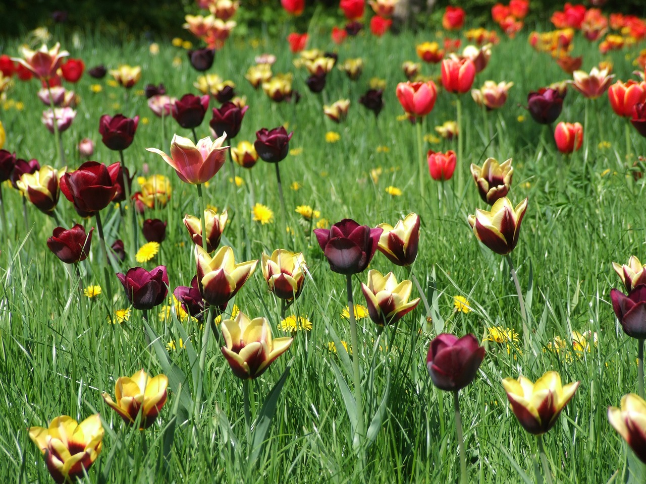 spring tulips meadow free photo