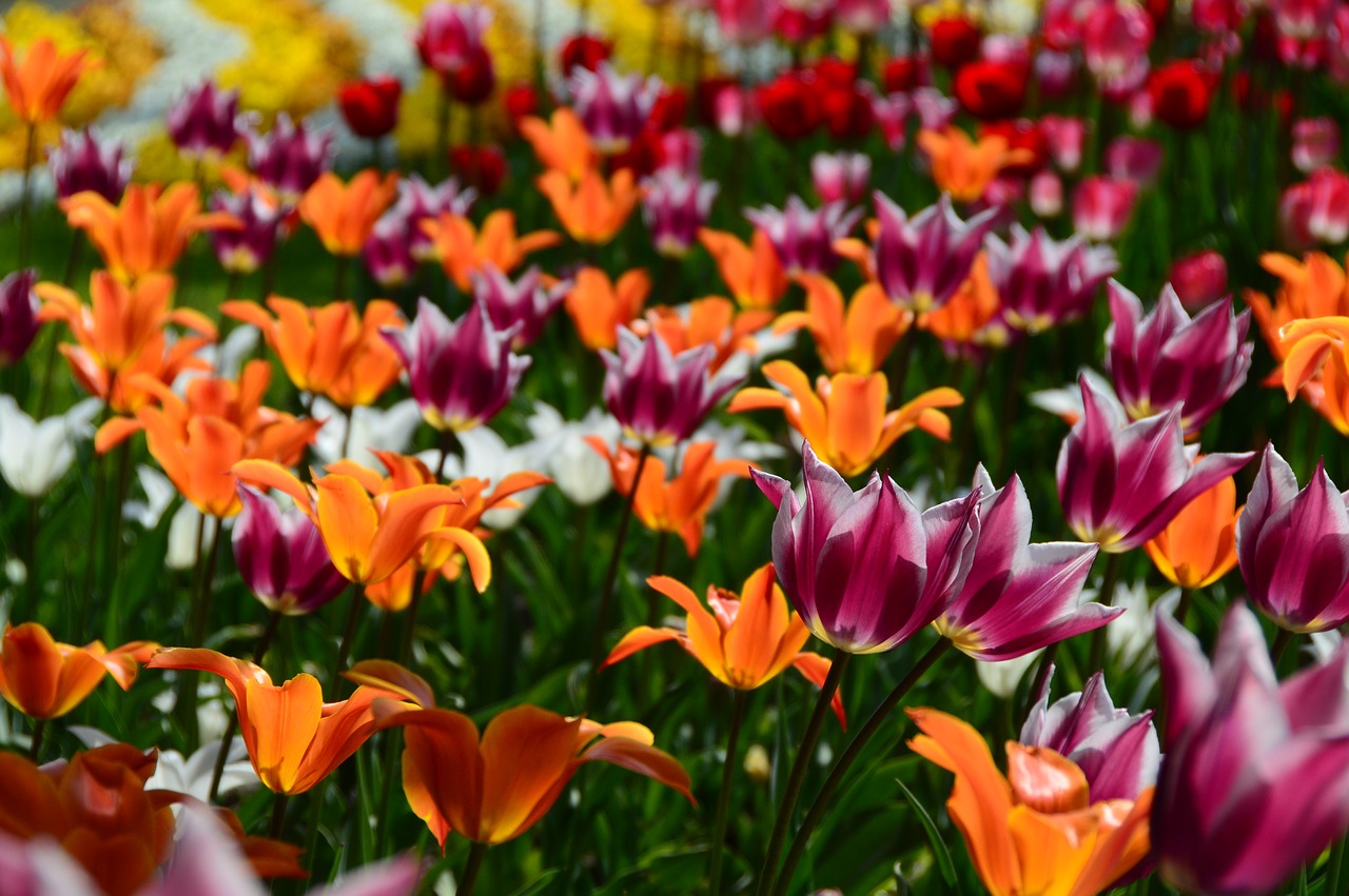 spring flowers tulips free photo