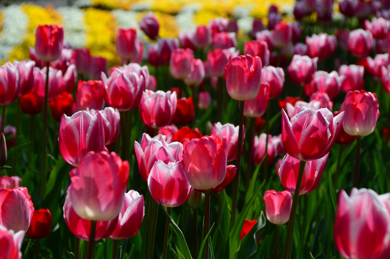 spring flowers tulips free photo