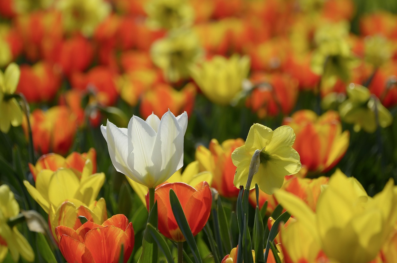 spring flowers tulips free photo