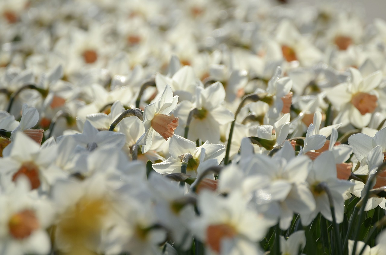 spring flowers daffodils free photo