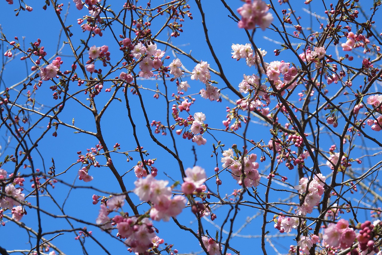 spring pink sky free photo