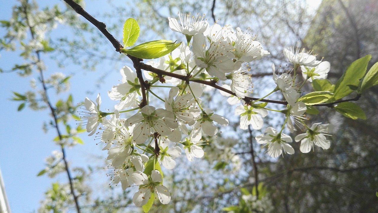 spring pear open free photo