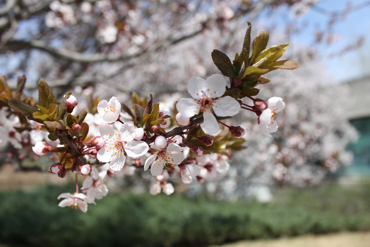 spring flower the pods free photo