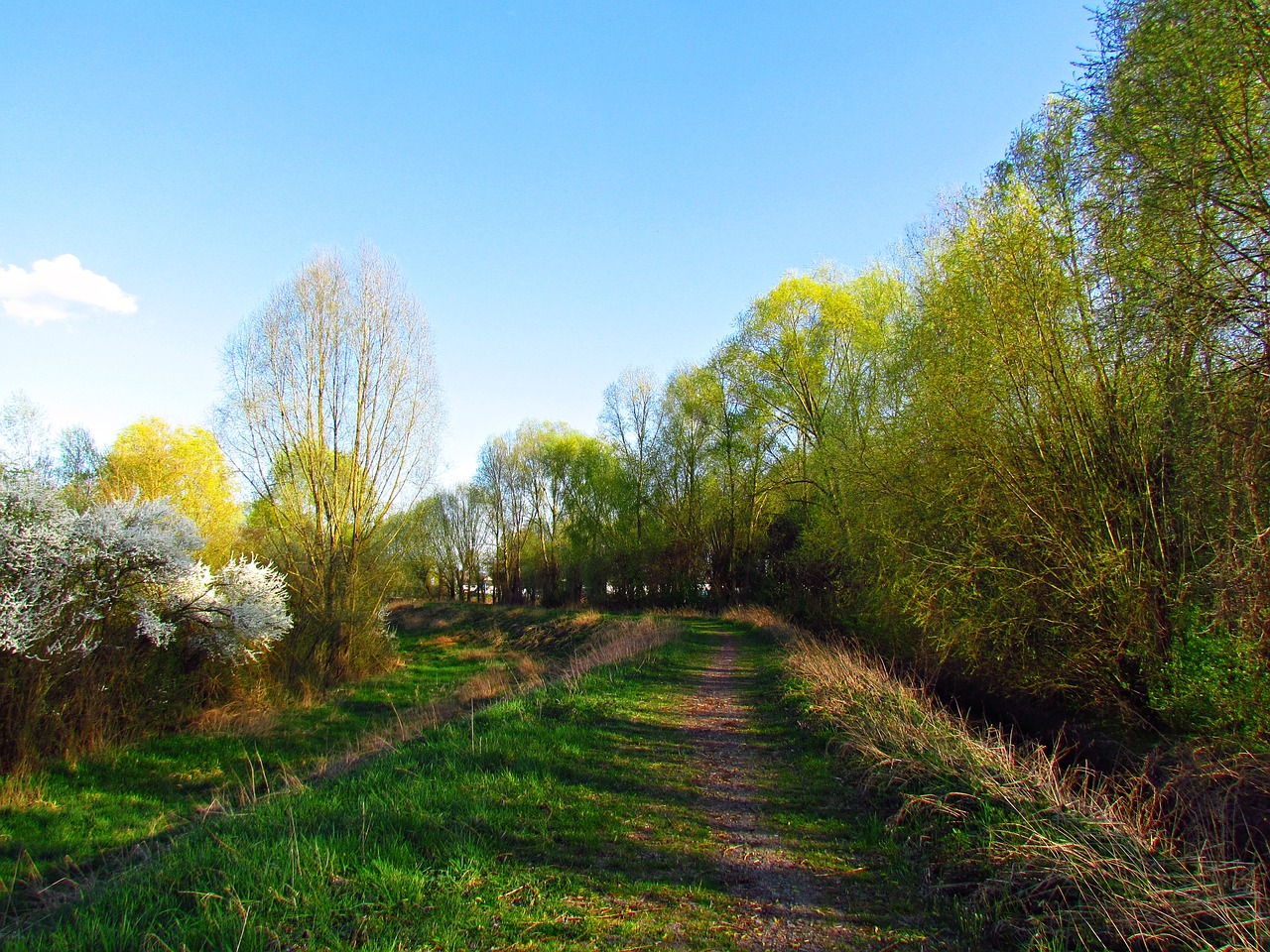 spring landscape blooming free photo