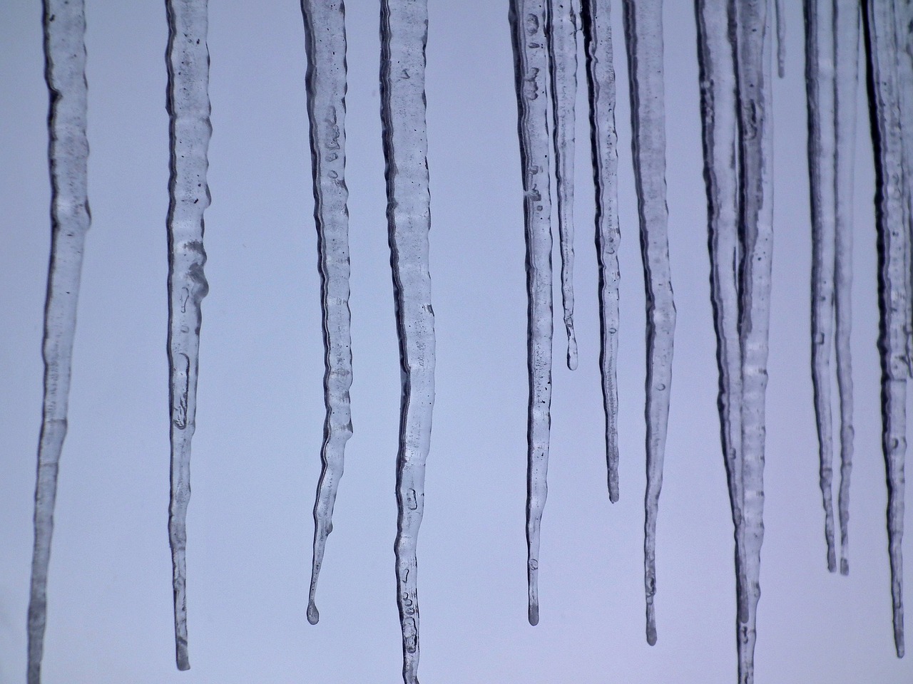 spring icicles drops free photo