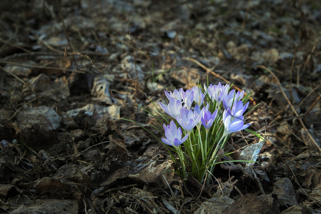 spring plant flowers free photo