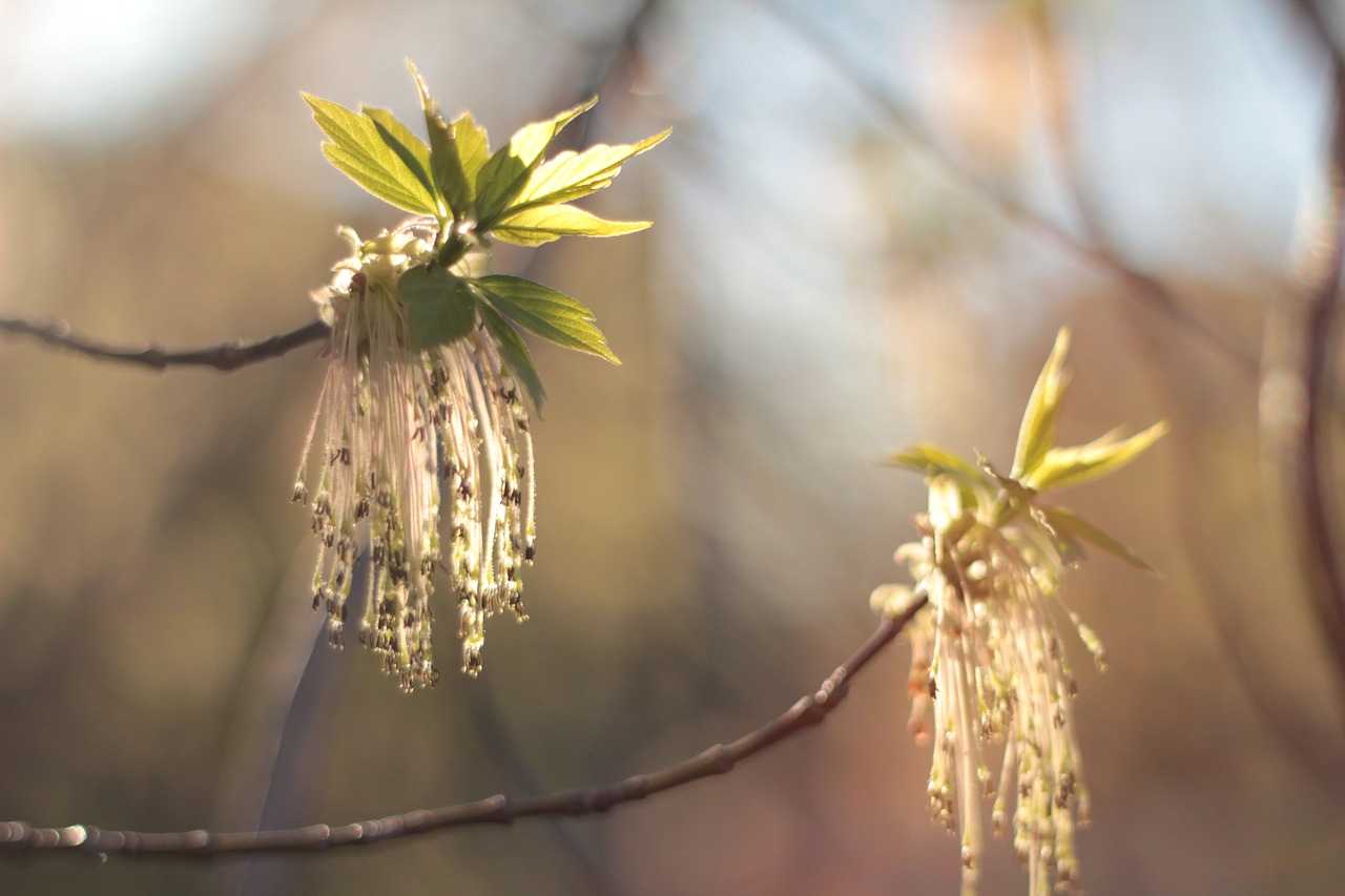 spring color april free photo