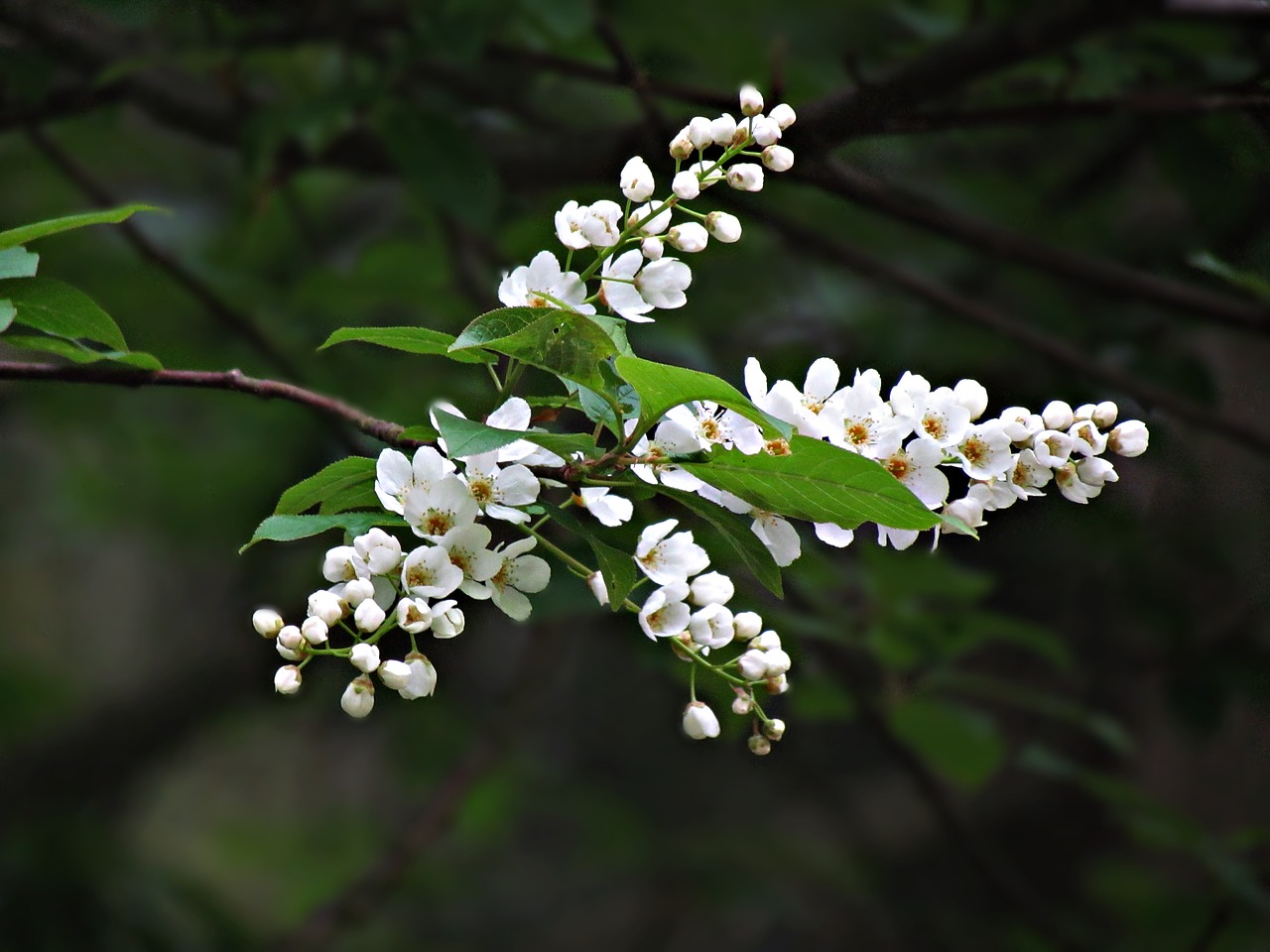 spring flowers the buds free photo