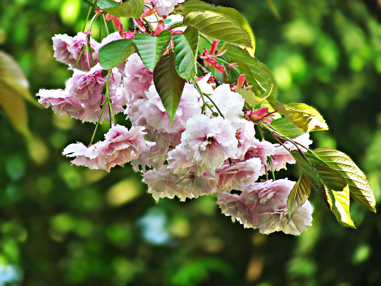 spring tree flowers free photo