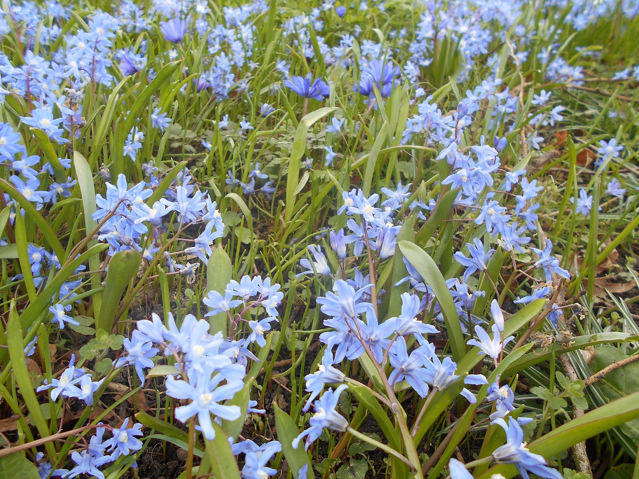 spring flowers grass free photo