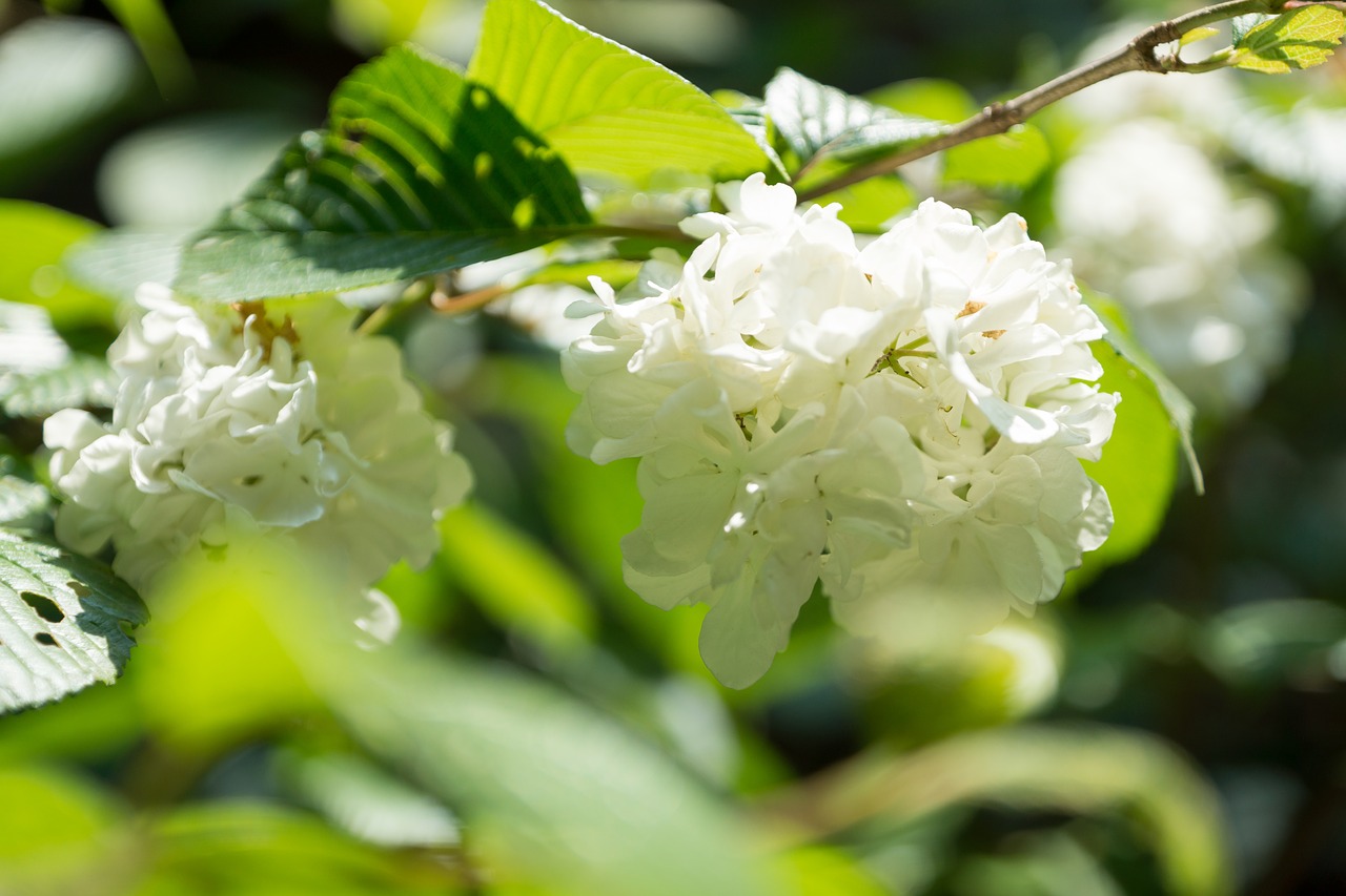 spring flowers plant free photo