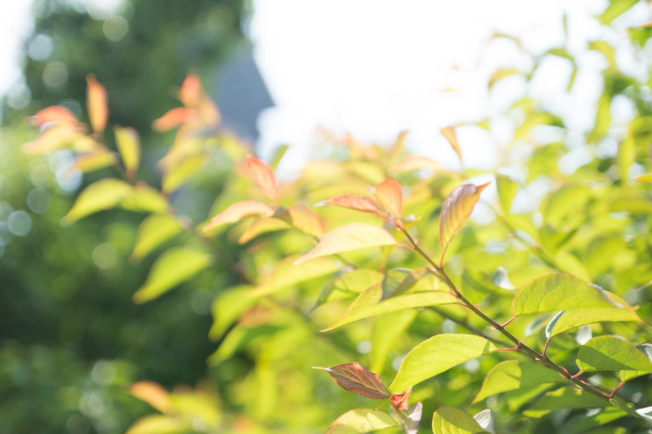 spring green green leaf free photo