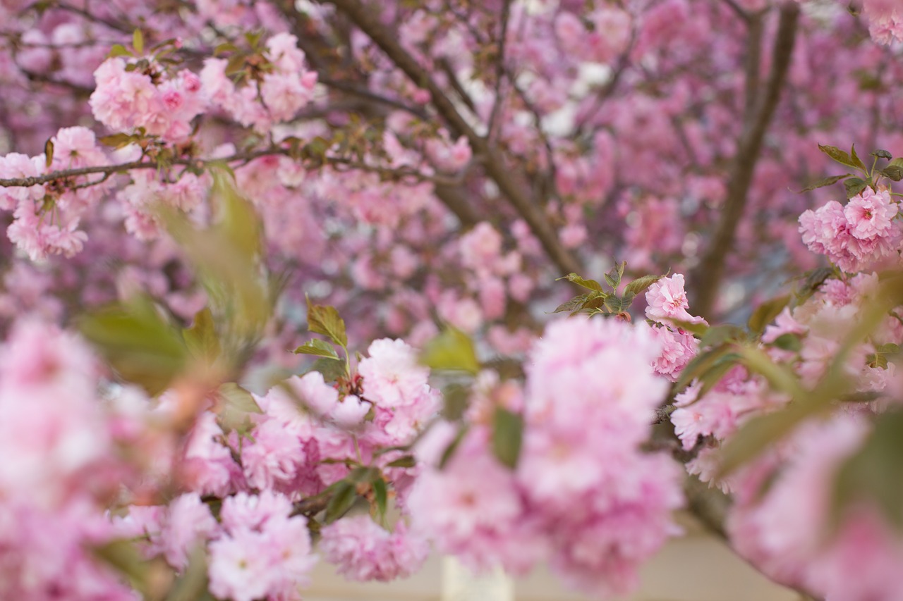 spring flowers pink free photo