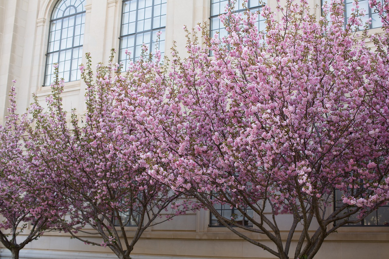 spring pink flowers free photo