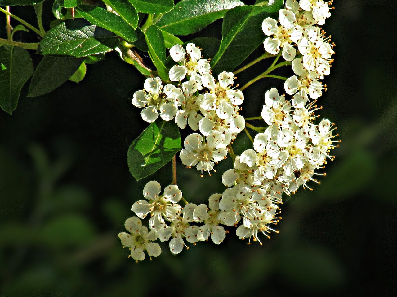 spring flowers nature free photo