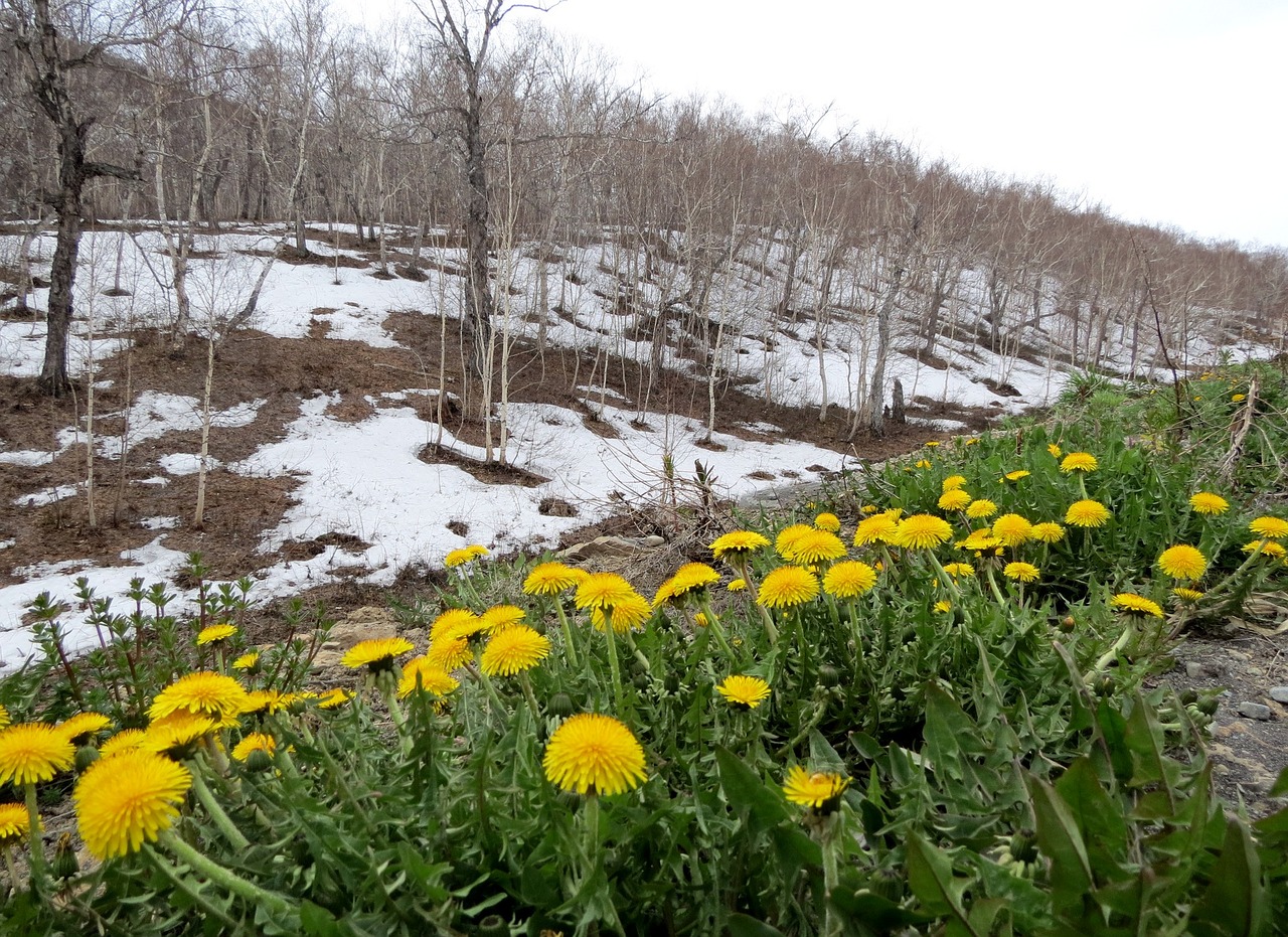 spring dandelions slope free photo