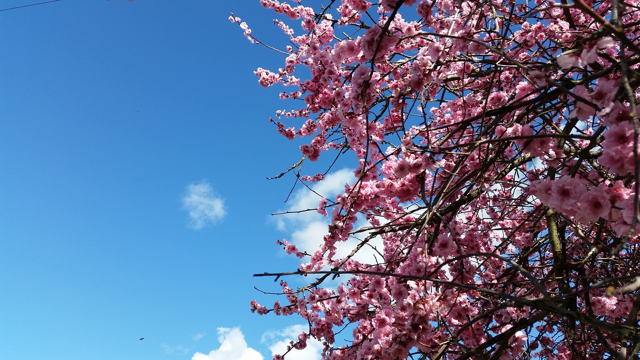 spring blossom cherry free photo