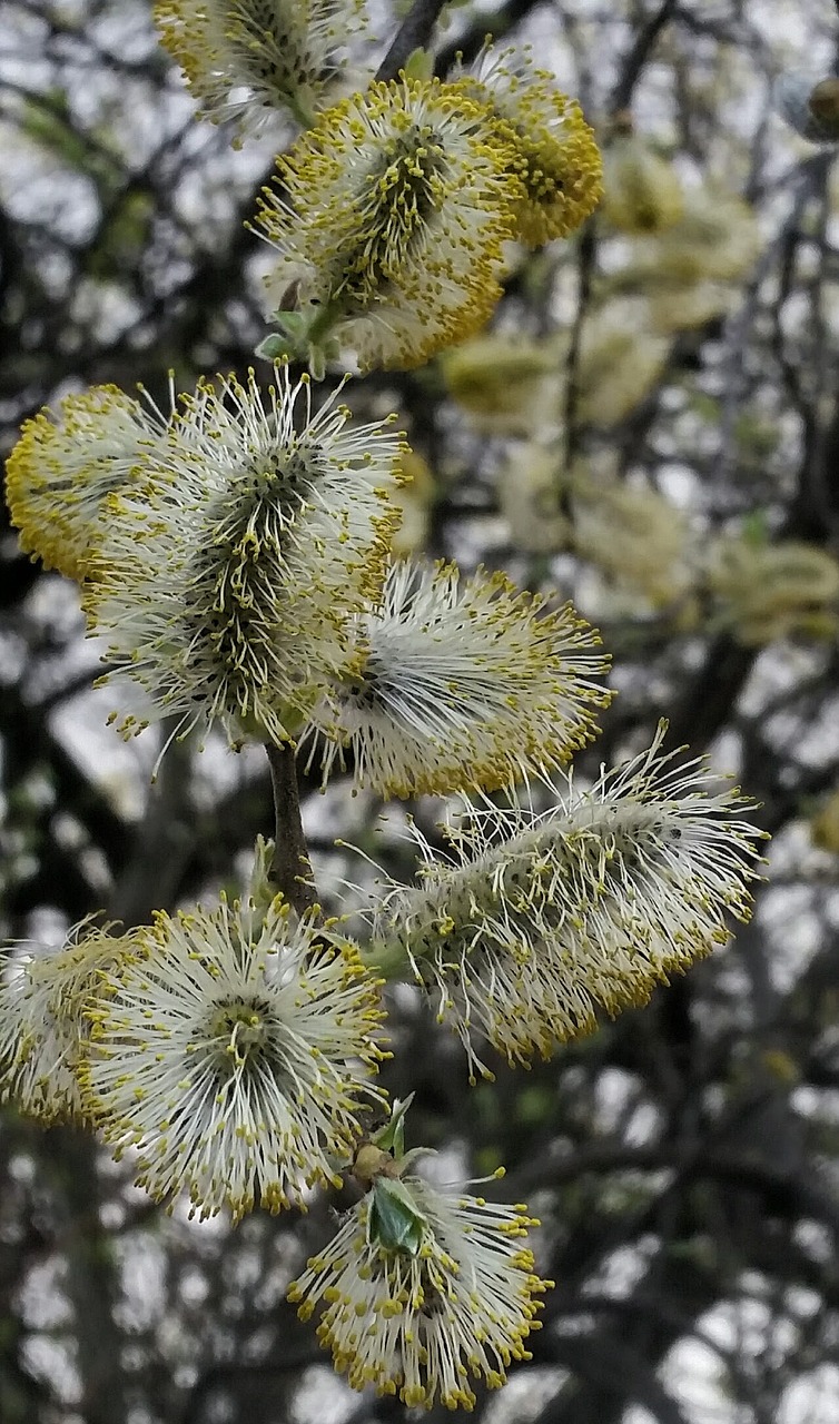 spring blossom tree free photo