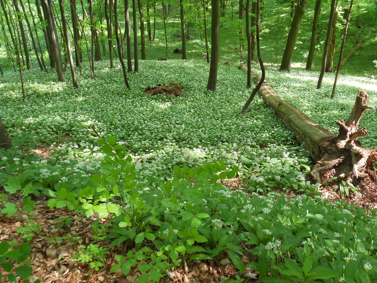 spring forest wild garlic free photo