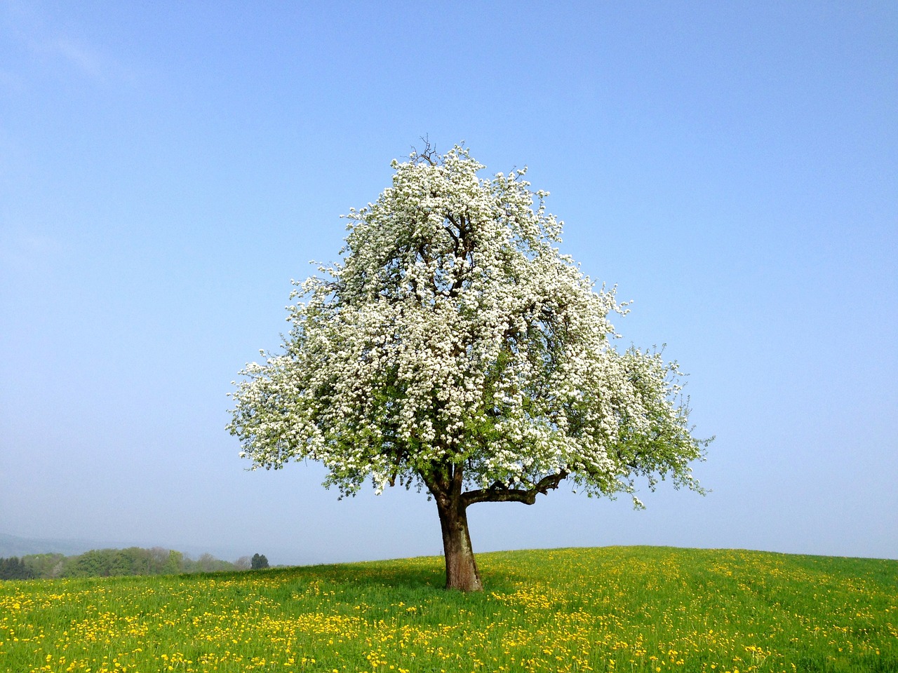 spring flowers tree free photo