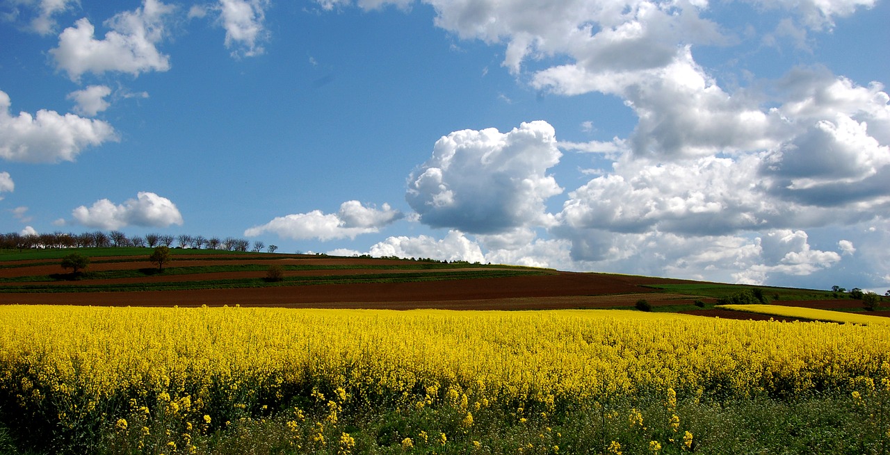 spring field of rapeseeds blooming rape field free photo